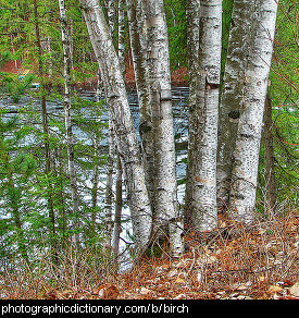 Photo of a cluster of birch trees