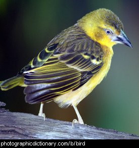 Photo of a bird