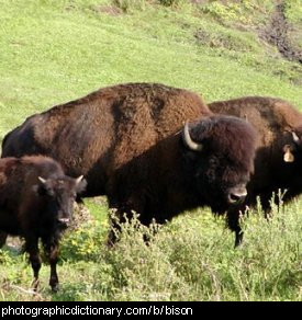 Photo of American bison