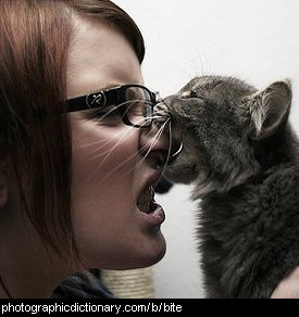Photo of a cat biting a woman on the nose