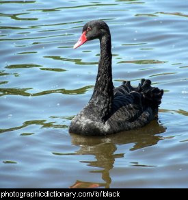 Photo of a black swan.