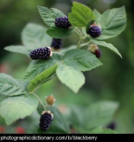 Photo of blackberries