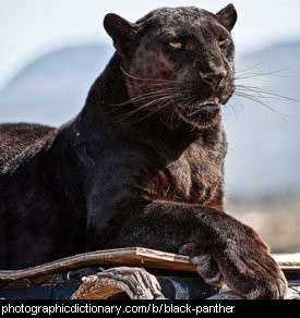 Photo of a black panther.