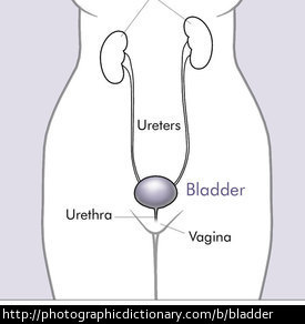 A diagram showing the bladder.
