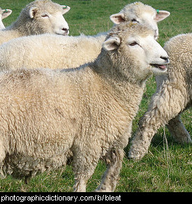 Photo of sheep bleating