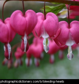Photo of bleeding hearts flowers