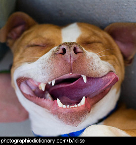 Photo of a dog in bliss