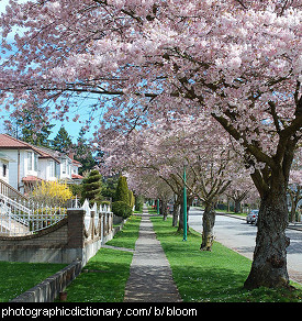 Photo of trees in full bloom