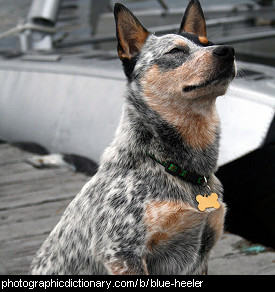 how long is a blue heeler pregnant