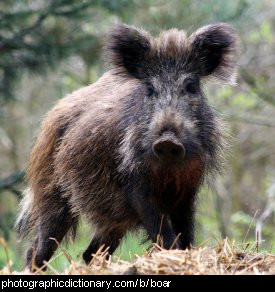 Photo of a wild boar