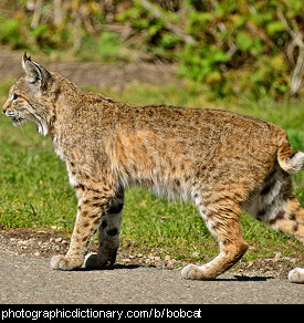 Photo of a bobcat