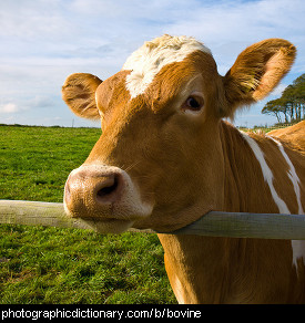 Photo of a cow