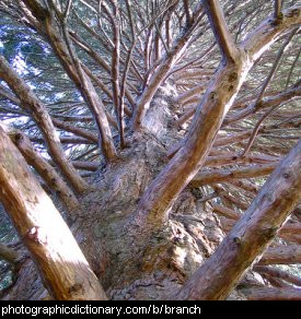 Photo of tree branches