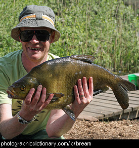 Photo of a bream