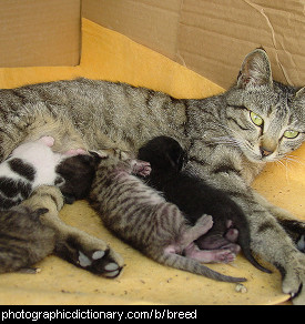 Photo of a cat with kittens