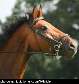 Photo of a horse wearing a bridle