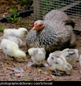 Photo of a broody hen