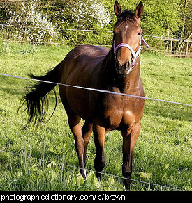 Photo of a brown horse