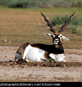 Photo of a buck antelope