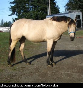 tan horse with black mane