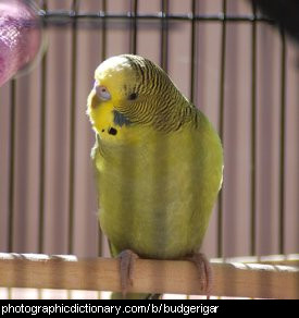 Photo of a budgerigar