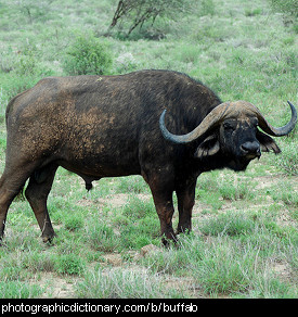 Photo of an African buffalo