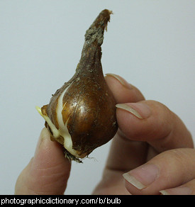 Photo of a tulip bulb