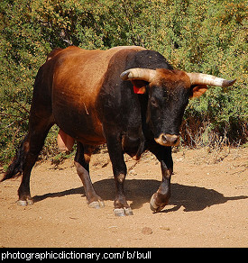 Photo of a bull.