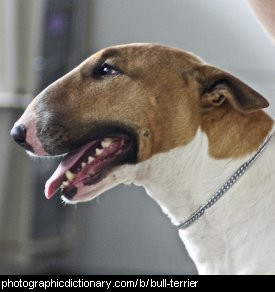 Photo of a bull terrier