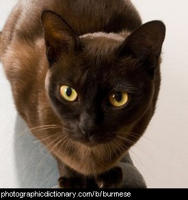 Cats Burmese