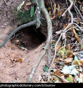 Photo of a burrow