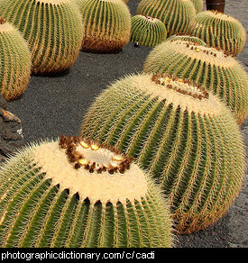 Photo of cacti