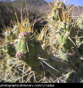 Photo of a cactus