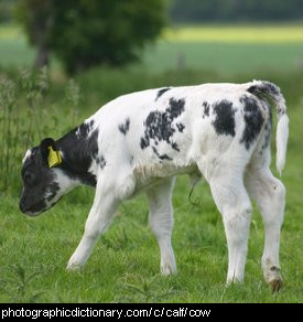 Photo of a calf