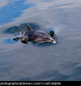 Photo of a baby dolphin