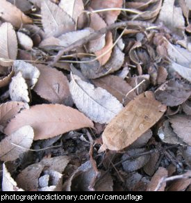 Photo of a camouflaged insect