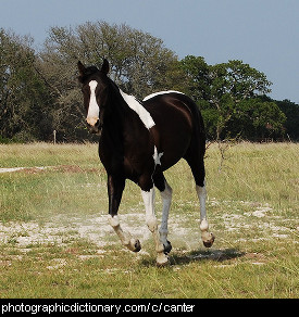 Photo of a cantering horse