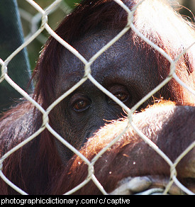 Photo of a captive orangutan