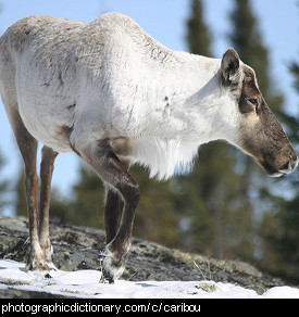 Photo of a caribou