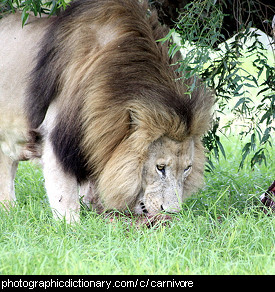Photo of a lion eating