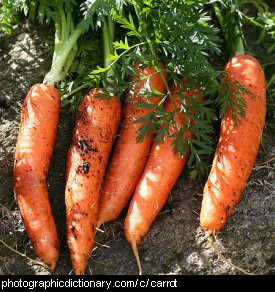 Photo of carrots