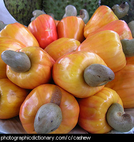 Photo of cashew fruit