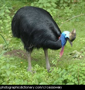 Photo of a cassowary.
