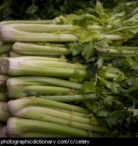 Photo of celery