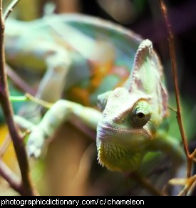 Photo of a chameleon