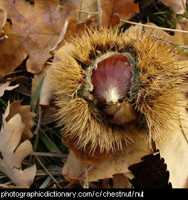 Photo of a chestnut in its shell