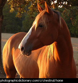 Photo of a chestnut horse.