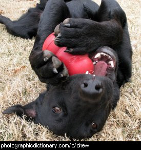 Photo of a dog chewing a ball