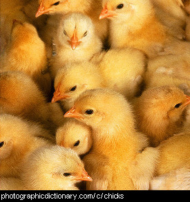 Photo of baby chicks