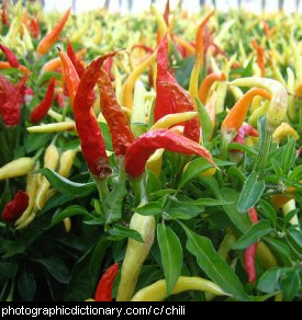 Photo of hot chilis